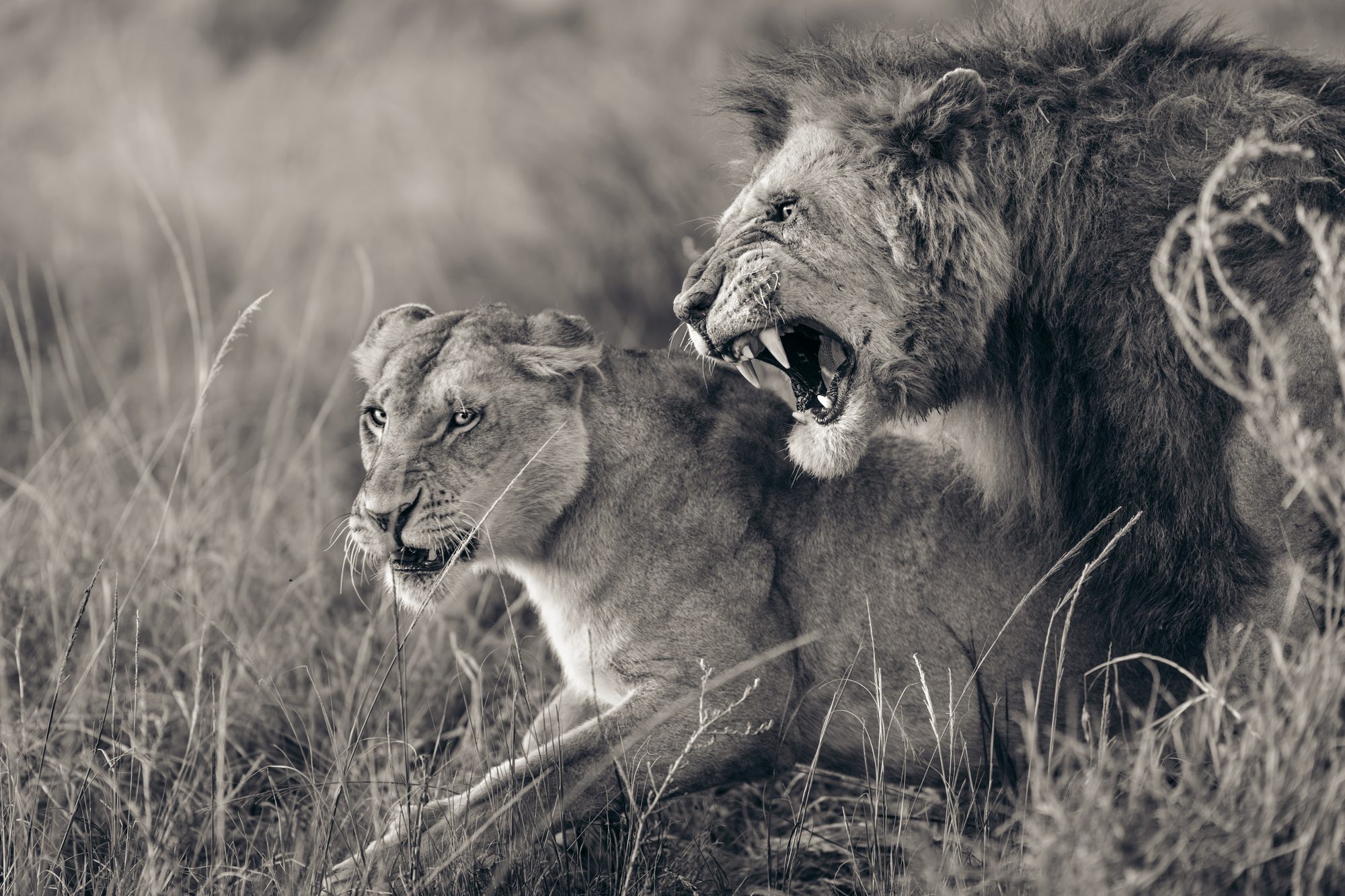 Black and white wildlife photograph from the Maasai Mara